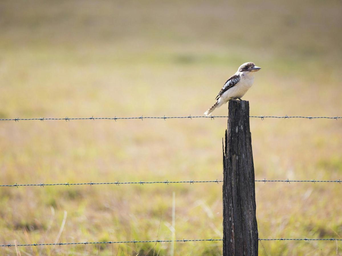 Stony Creek Kookaburra