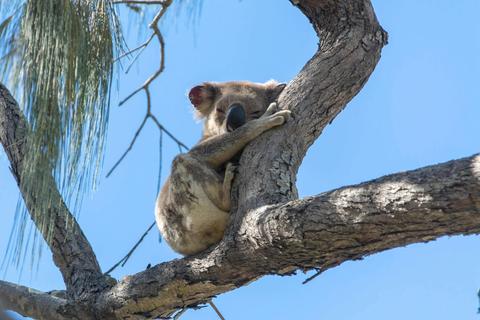 Straddie Kingfisher Tours