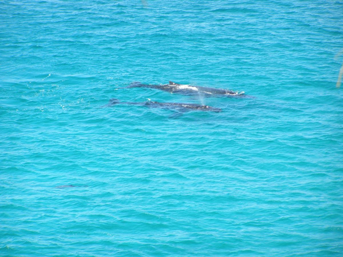 Humpback Whale season is between June and November each year with increasing numbers annually.