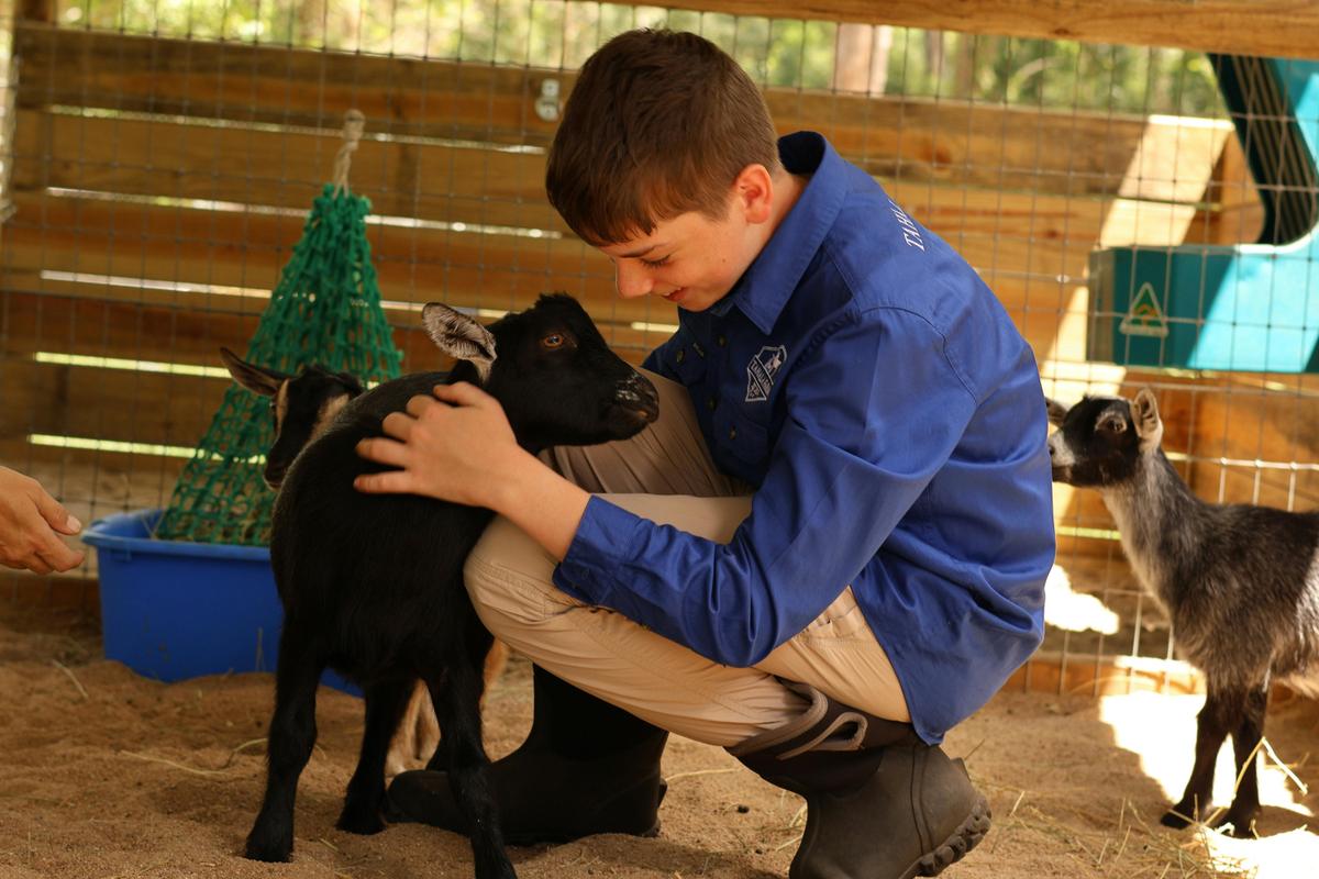 Tucker - Nigerian Dwarf x Pygmy Goat