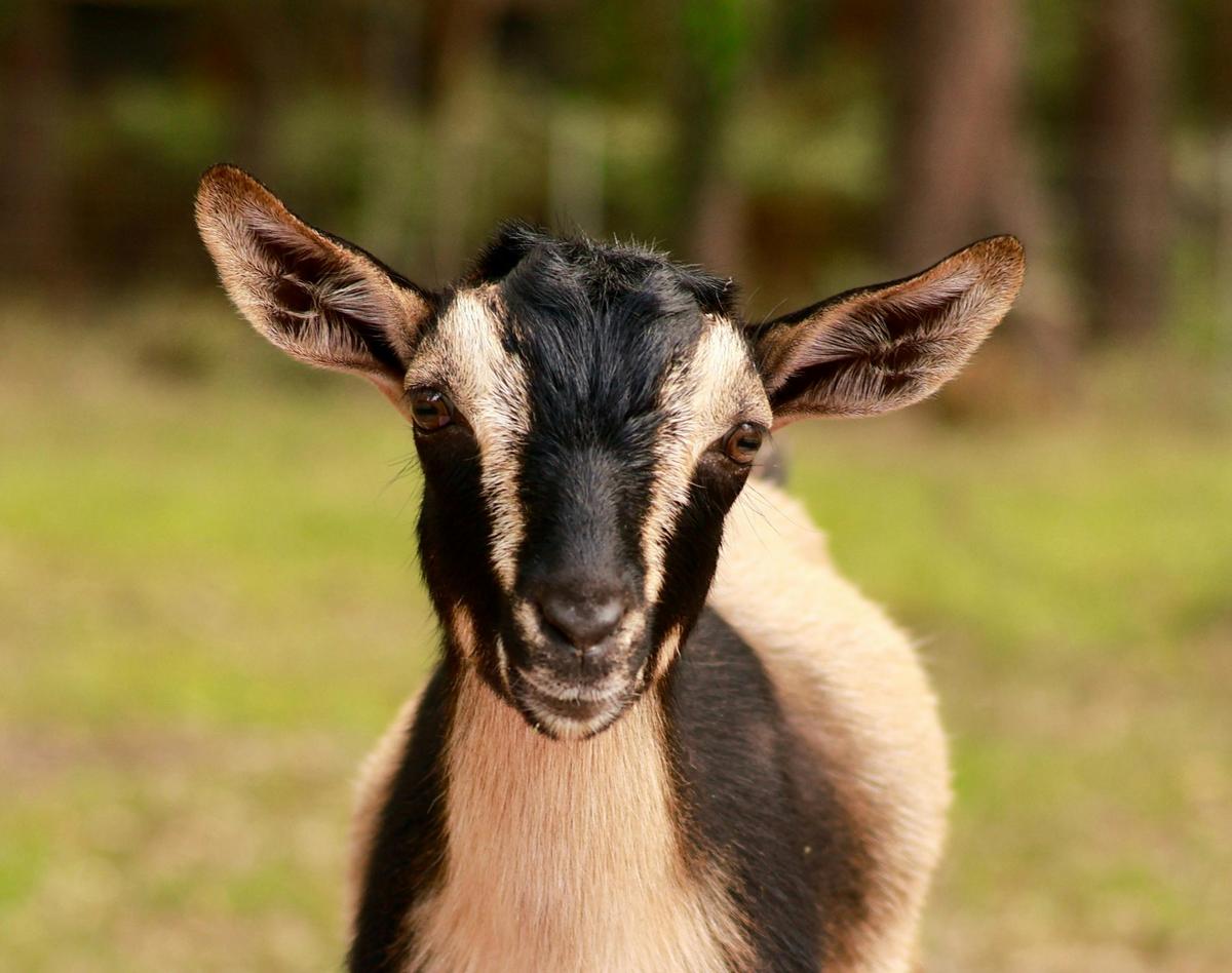Teddy - Nigerian Dwarf x Pygmy Goat