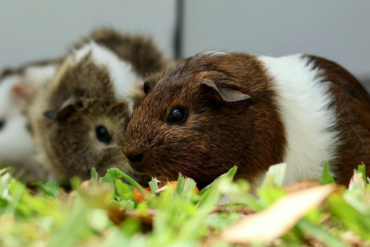 Guinea Pigs