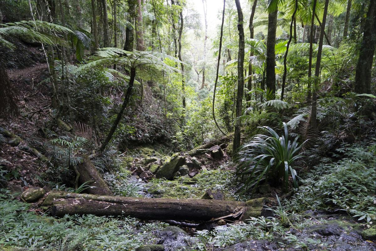 Rainforest in Twin Falls circuit, Springbrook Plateau, Springbrook National Park