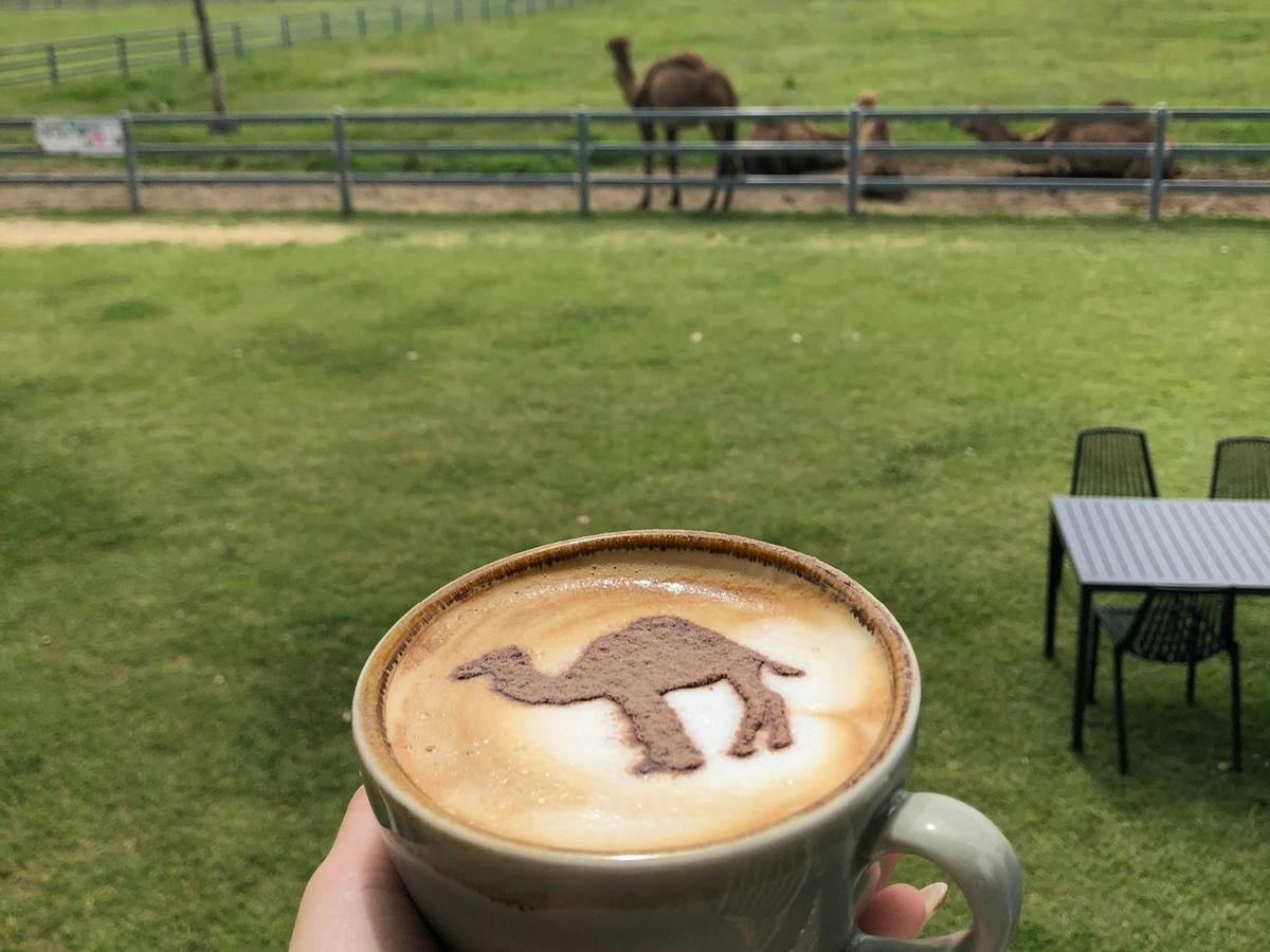 Camelcino
