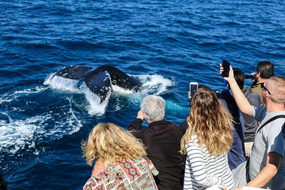 Whale Watching Cruise