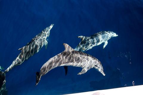 Whale Watching Cruise