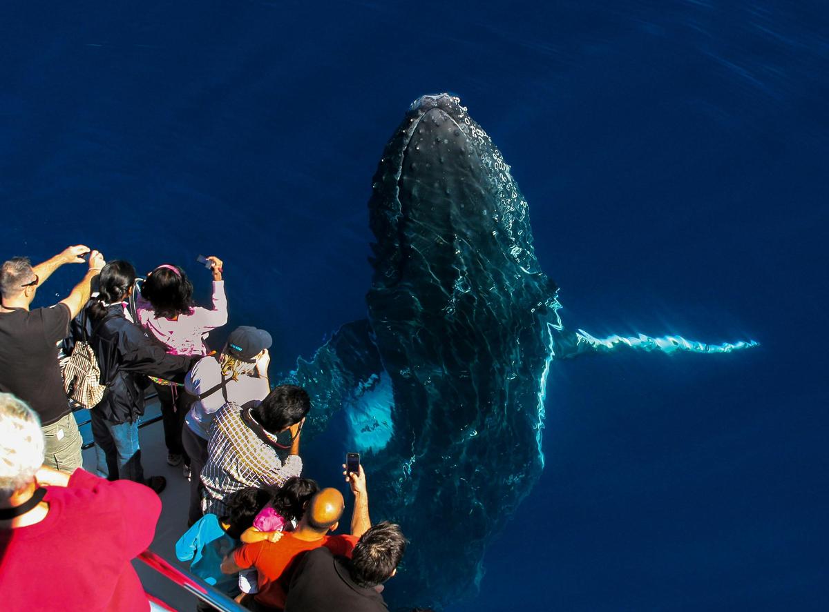 Whale Watching Cruise
