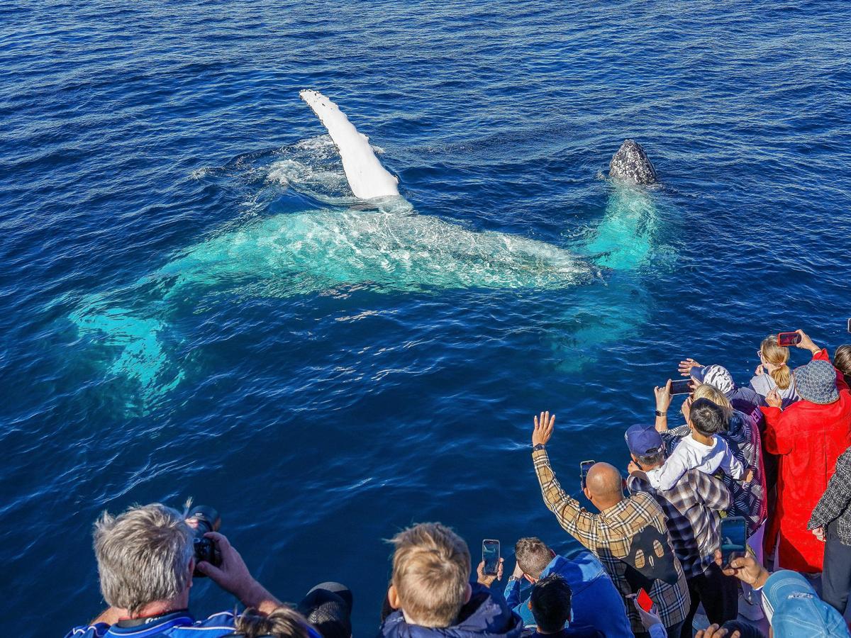 Whale Watching Cruise