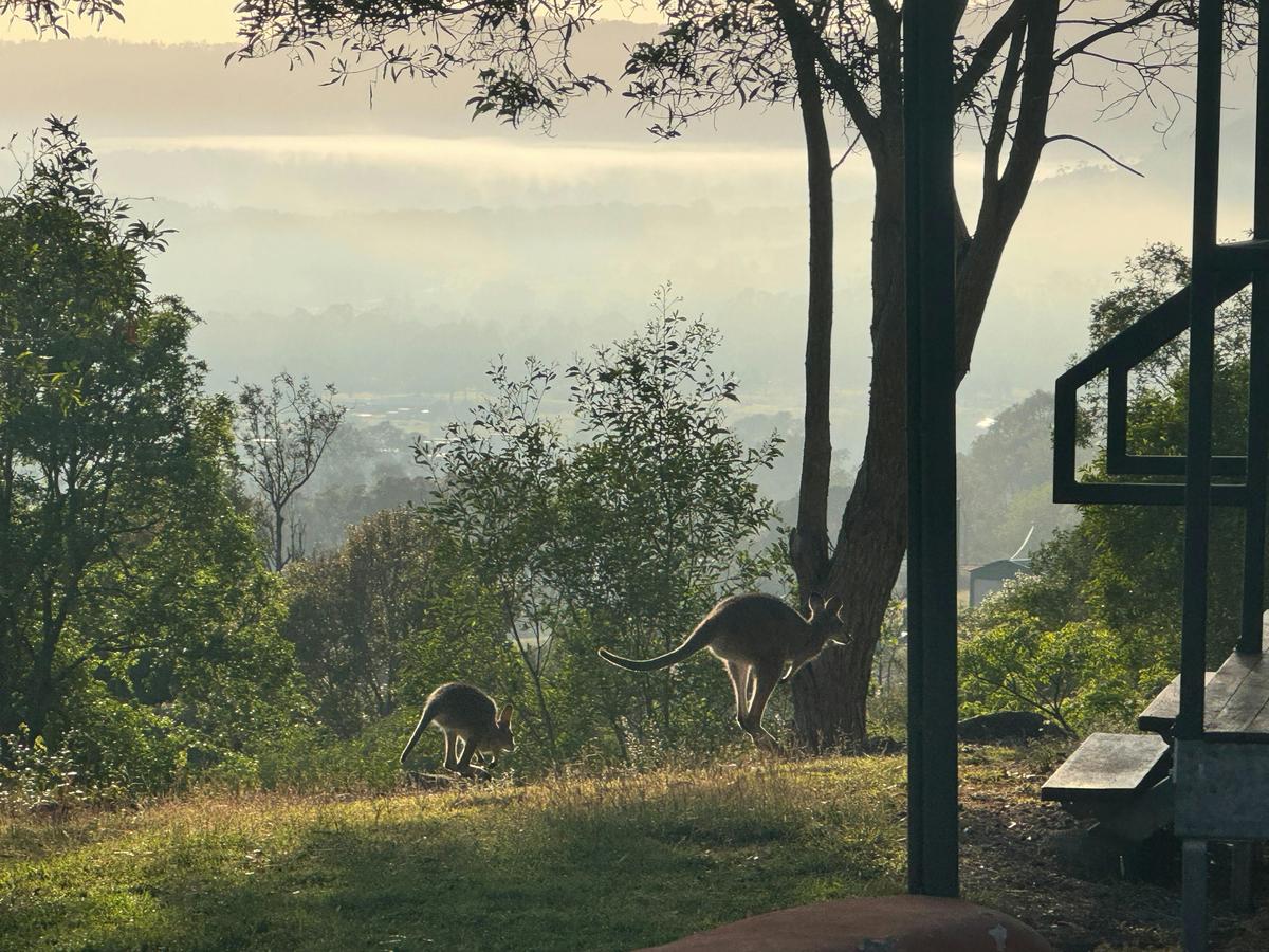 Wildlife @The Archer Retreat  The Somerset and Glasshouse Mountain Regions South East Queensland