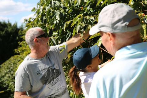 Tamborine Mountain Coffee Plantation