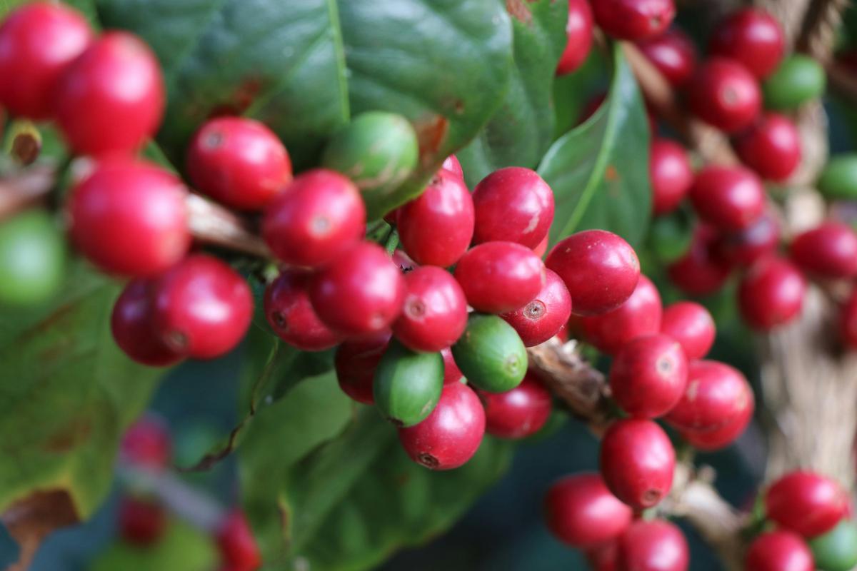Coffee Cherries