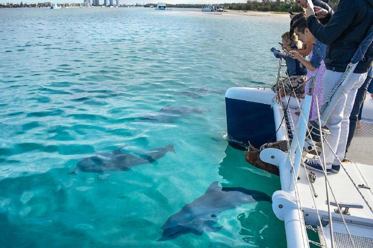 Dolphin watching on the bow with Sailing in Paradise
