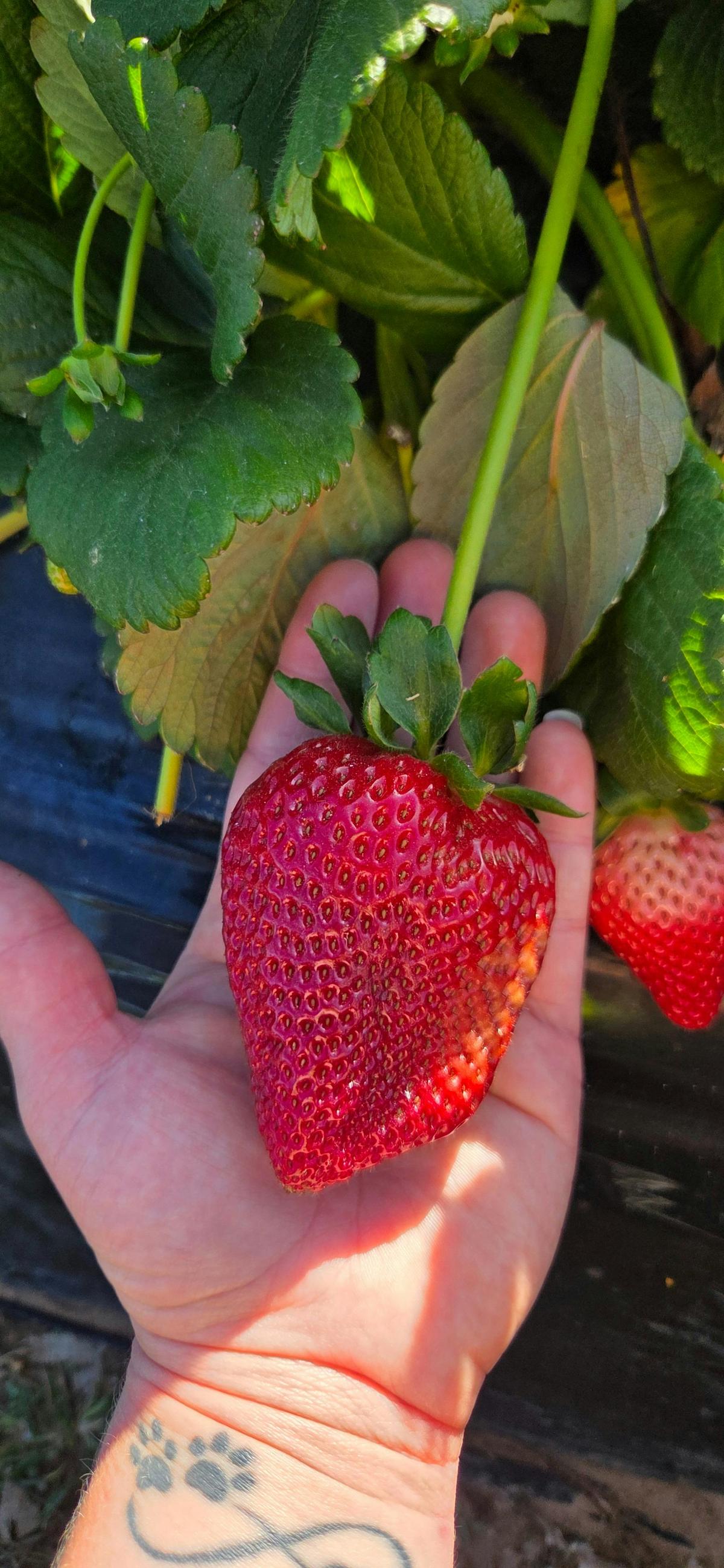 XL Petaluma Strawberry