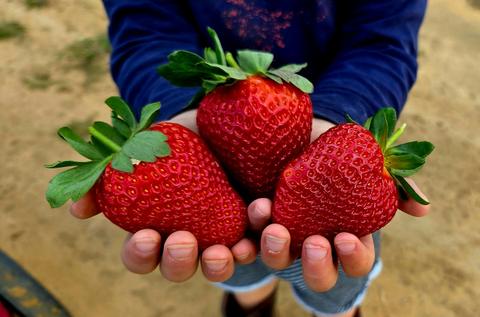 Sweet Acres