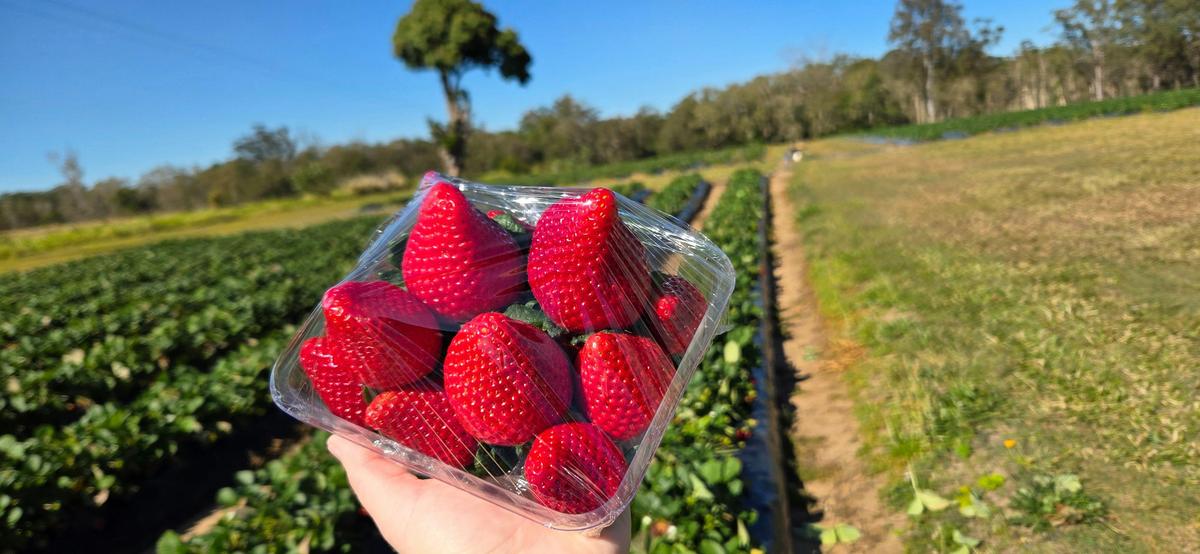 Pre-packed 500g Punnet