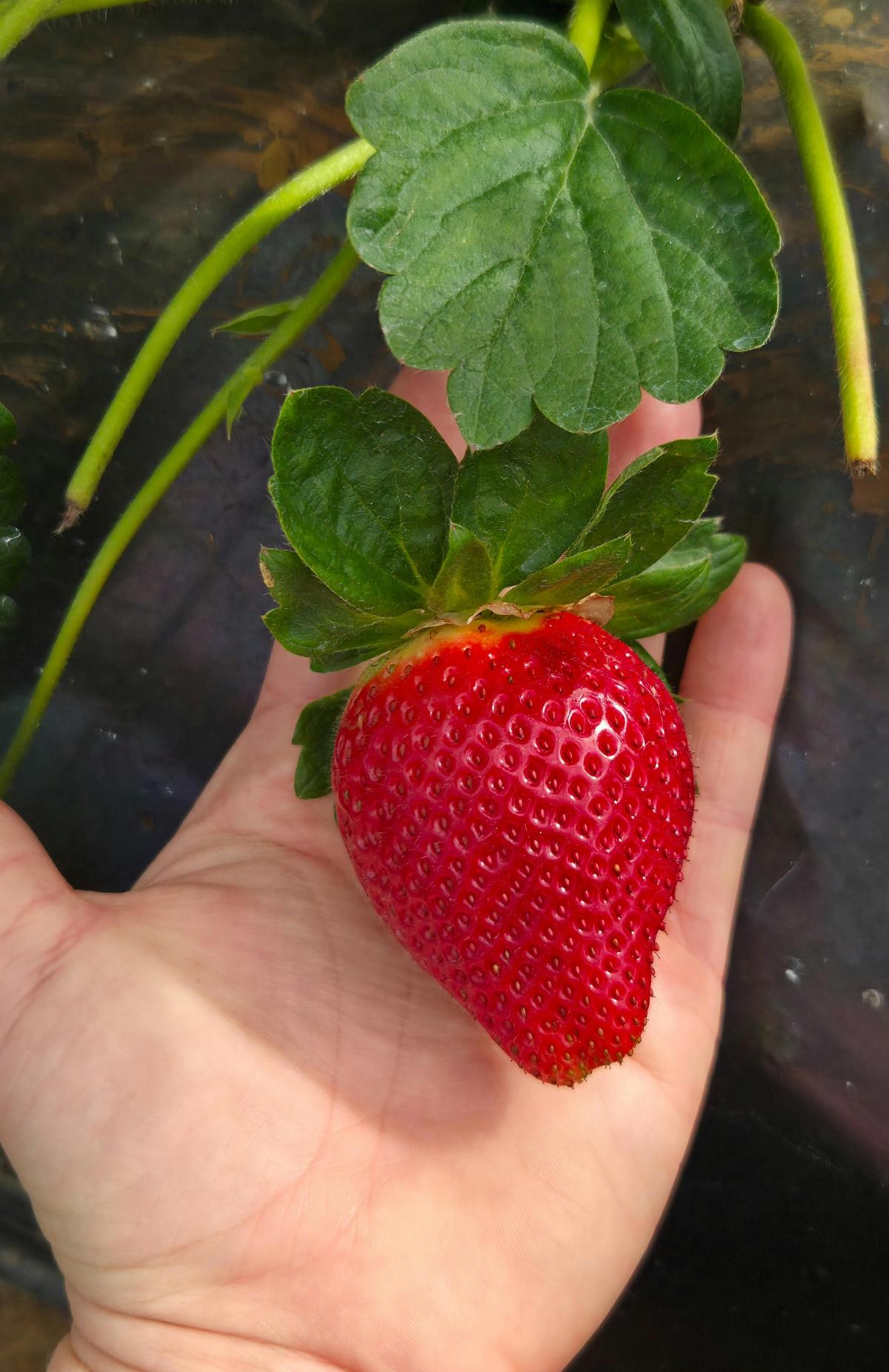 XL Scarlett Rose Strawberry
