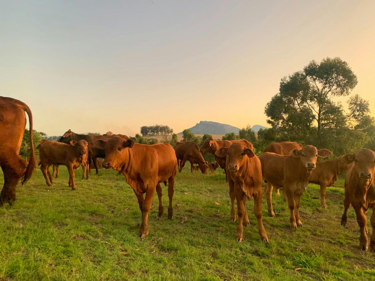 Meet the cows & calves
