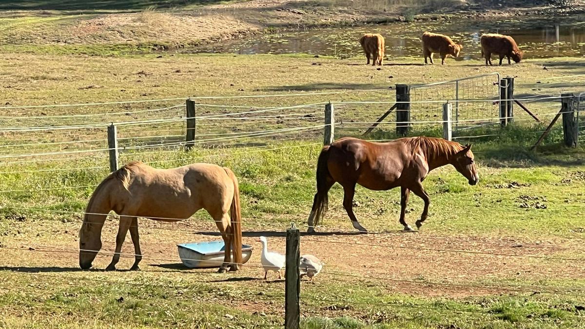 Sunrise Quarter Horse Stud