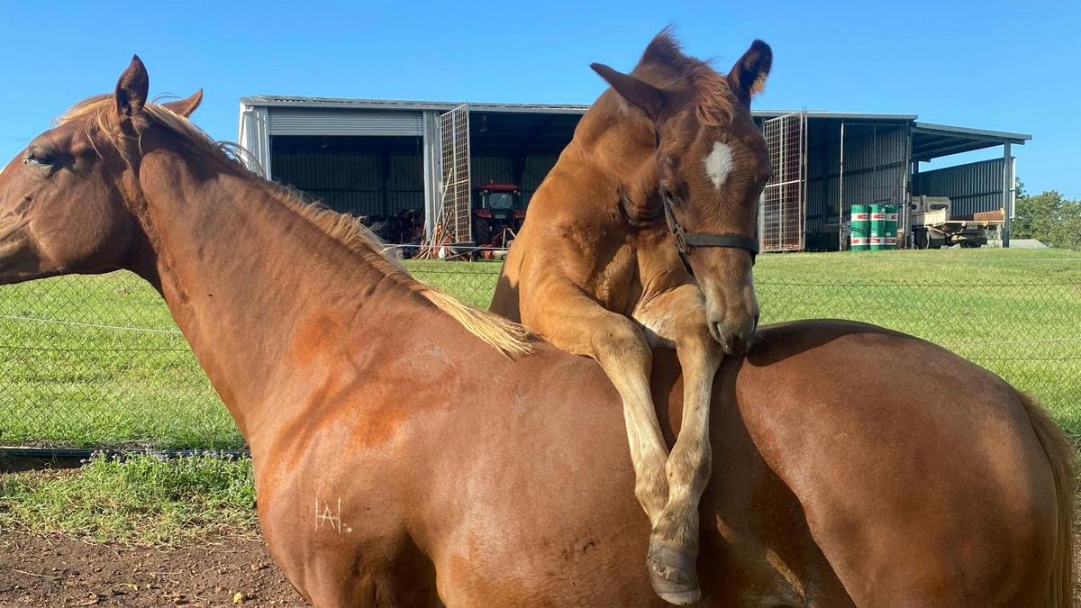 Sunrise Quarter Horse Stud