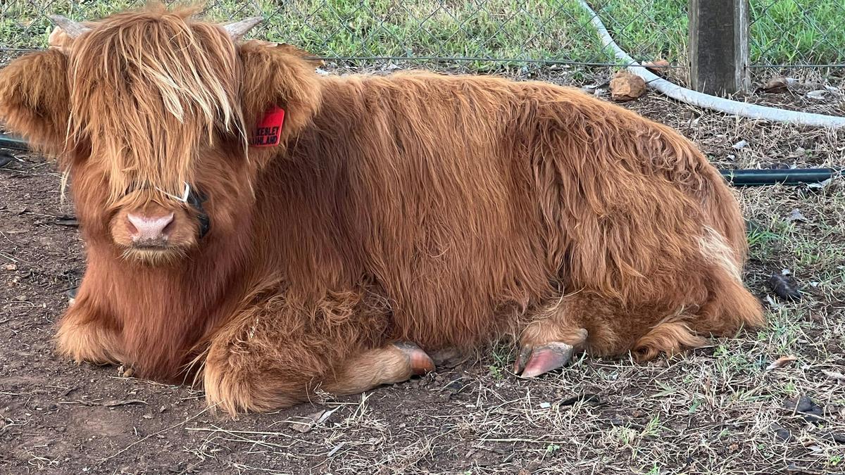 Sunrise Quarter Horse Stud