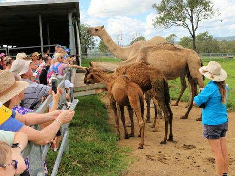 Summer Land Camels