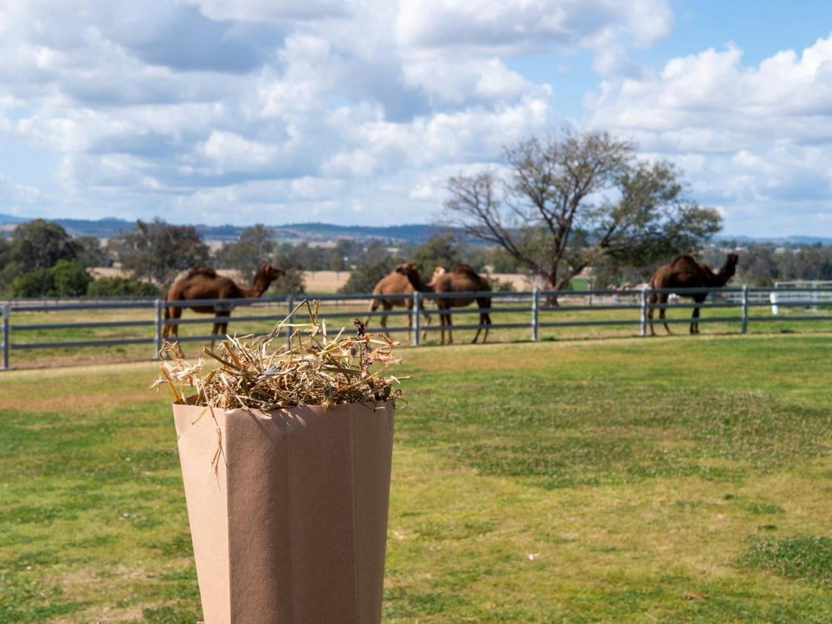Premium Paddock to Plate Experience