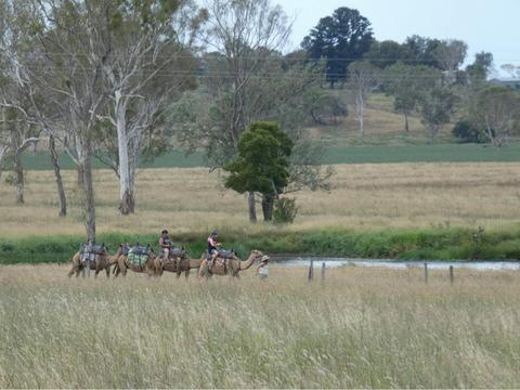 Camel Trail Ride