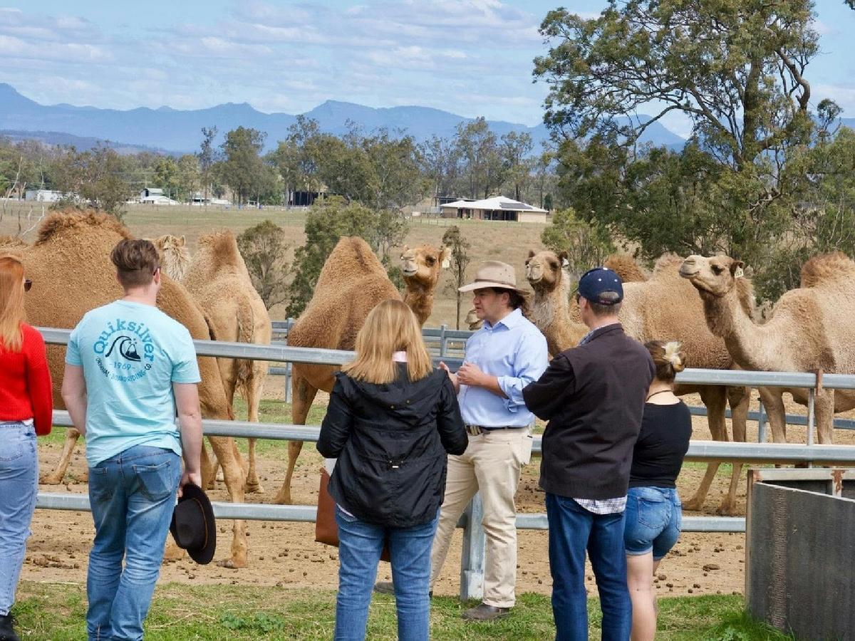 Tour, Taste & Camel Encounter