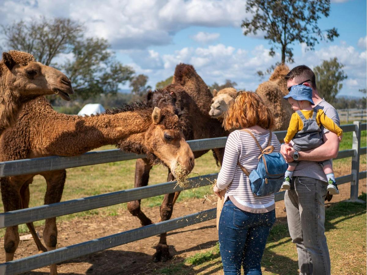 Premium Paddock to Plate Experience