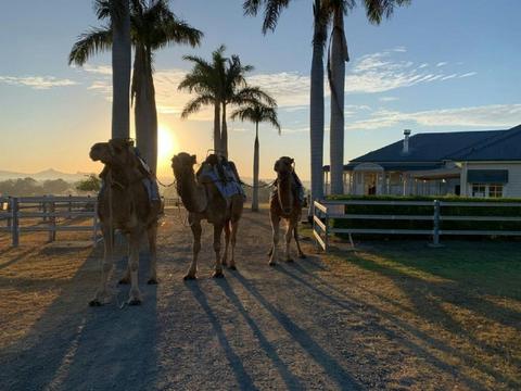 Sunrise Camel Ride
