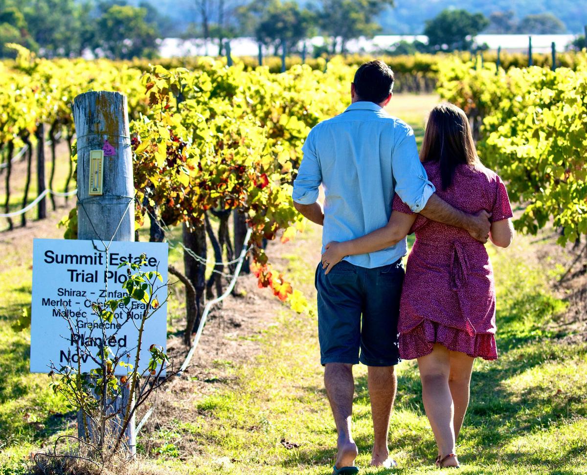 Romance of the vine
