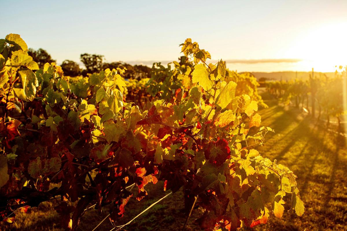 Sunset in the vines