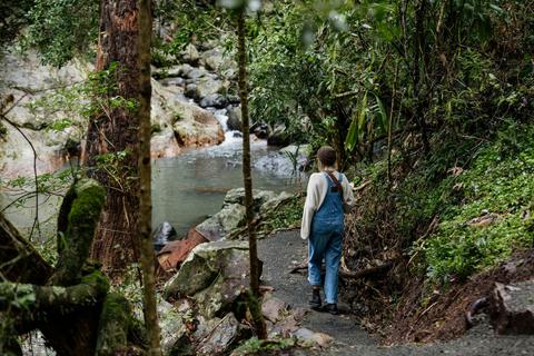Tamborine Mountain Glades