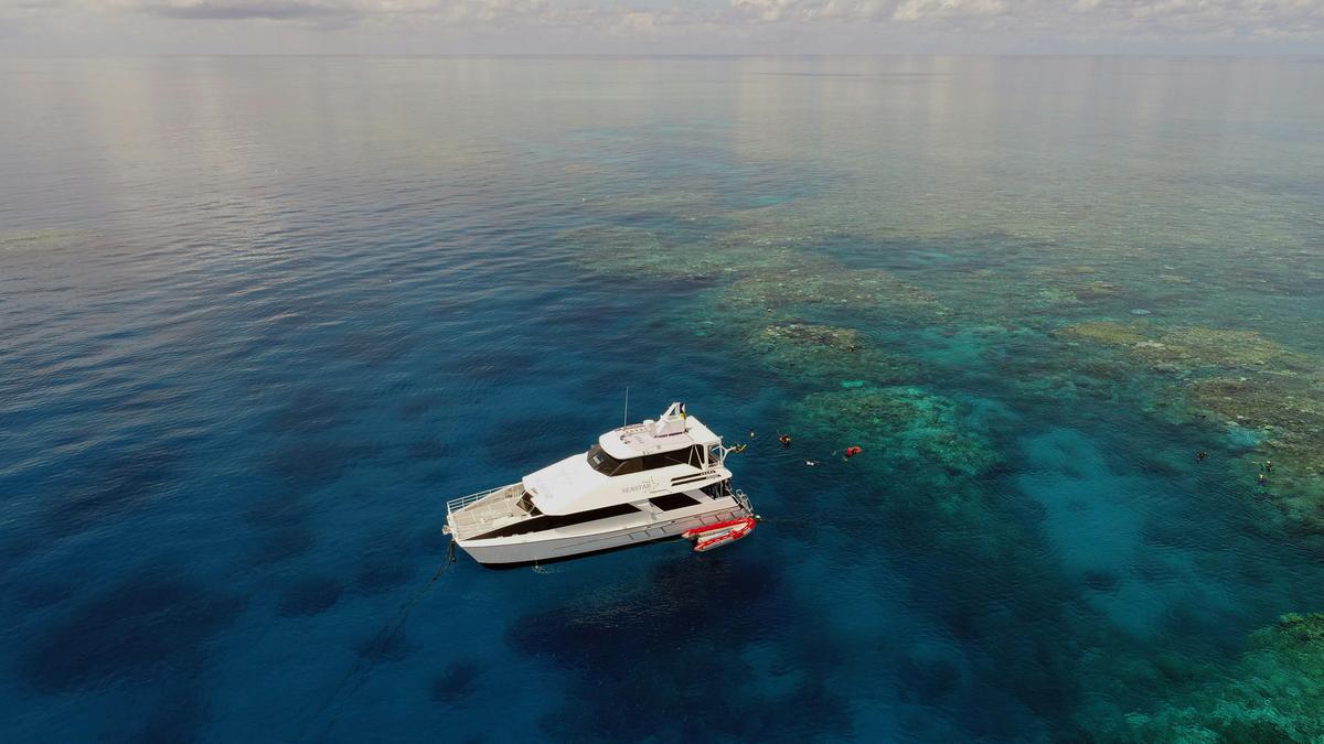 Seastar at Hastings Outer Reef