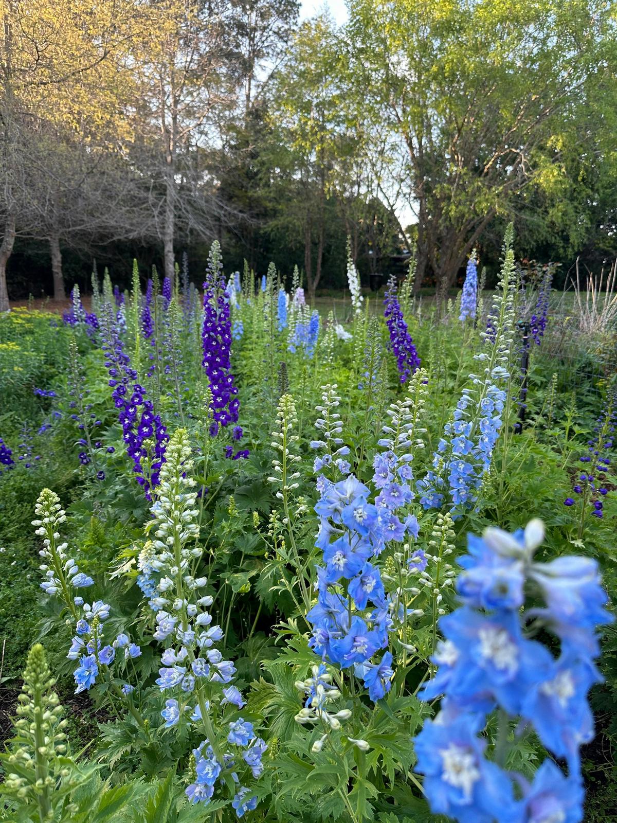 Foxgloves in Summer