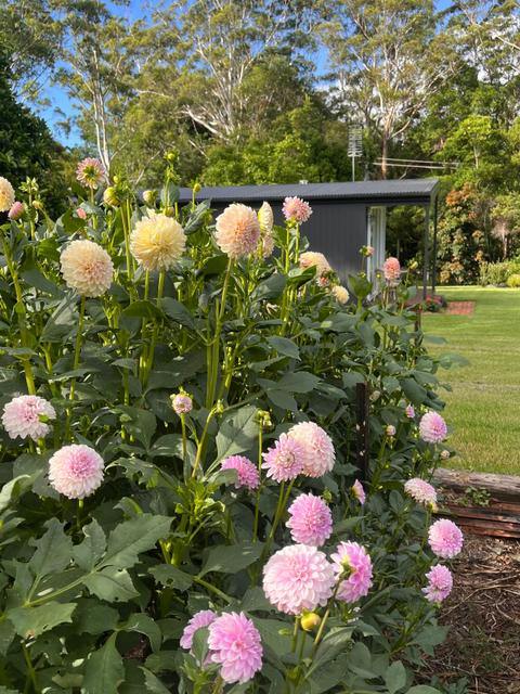 Tamborine Mountain Flower Farm