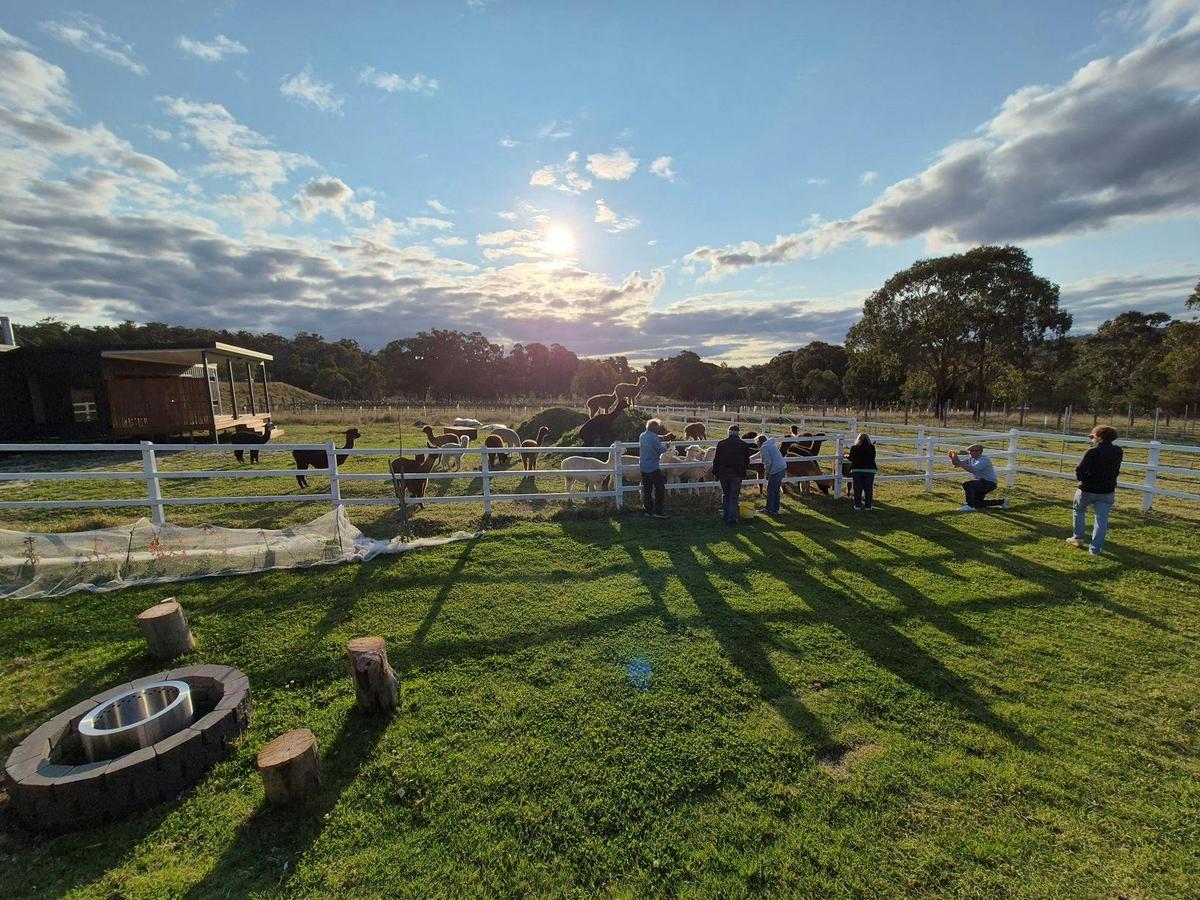 The Ginyard sunset with the alpacas