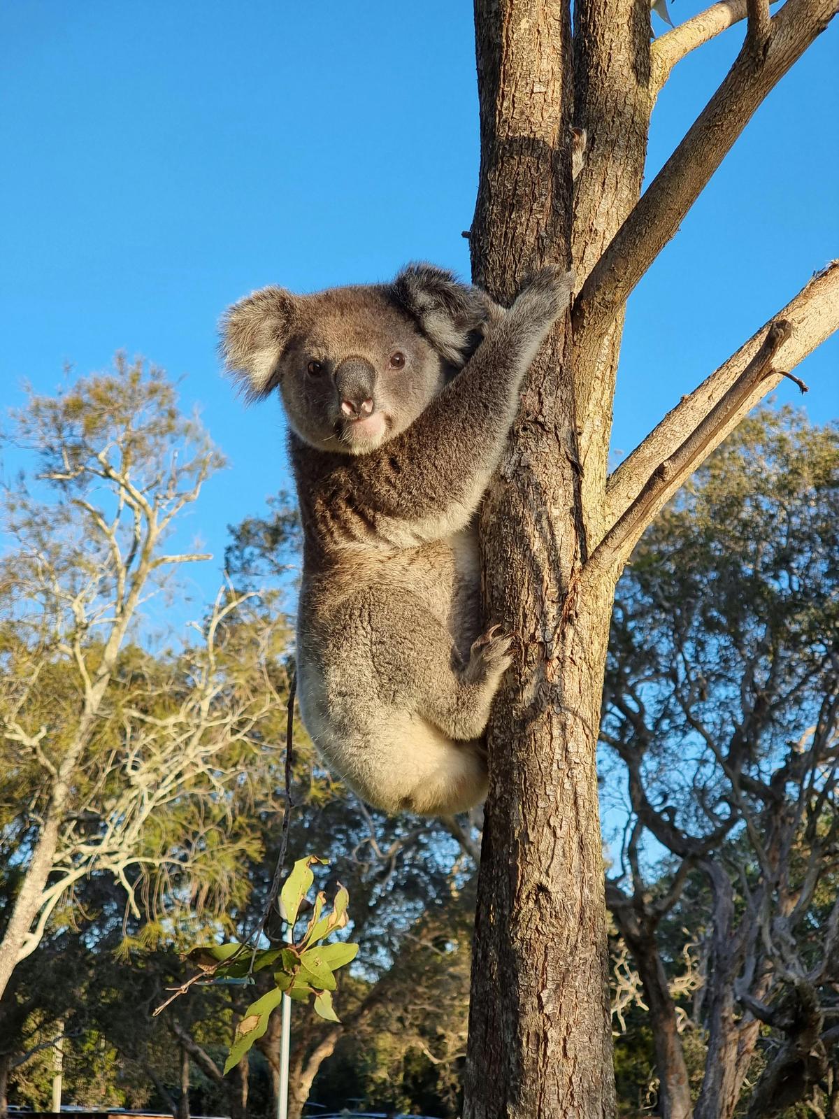 Wild koala spotted near Amity Point on North Stradbroke Island – one of the highlights of our eco-ce