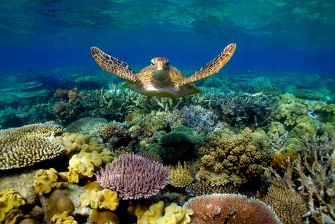 Sunlover Reef Cruises