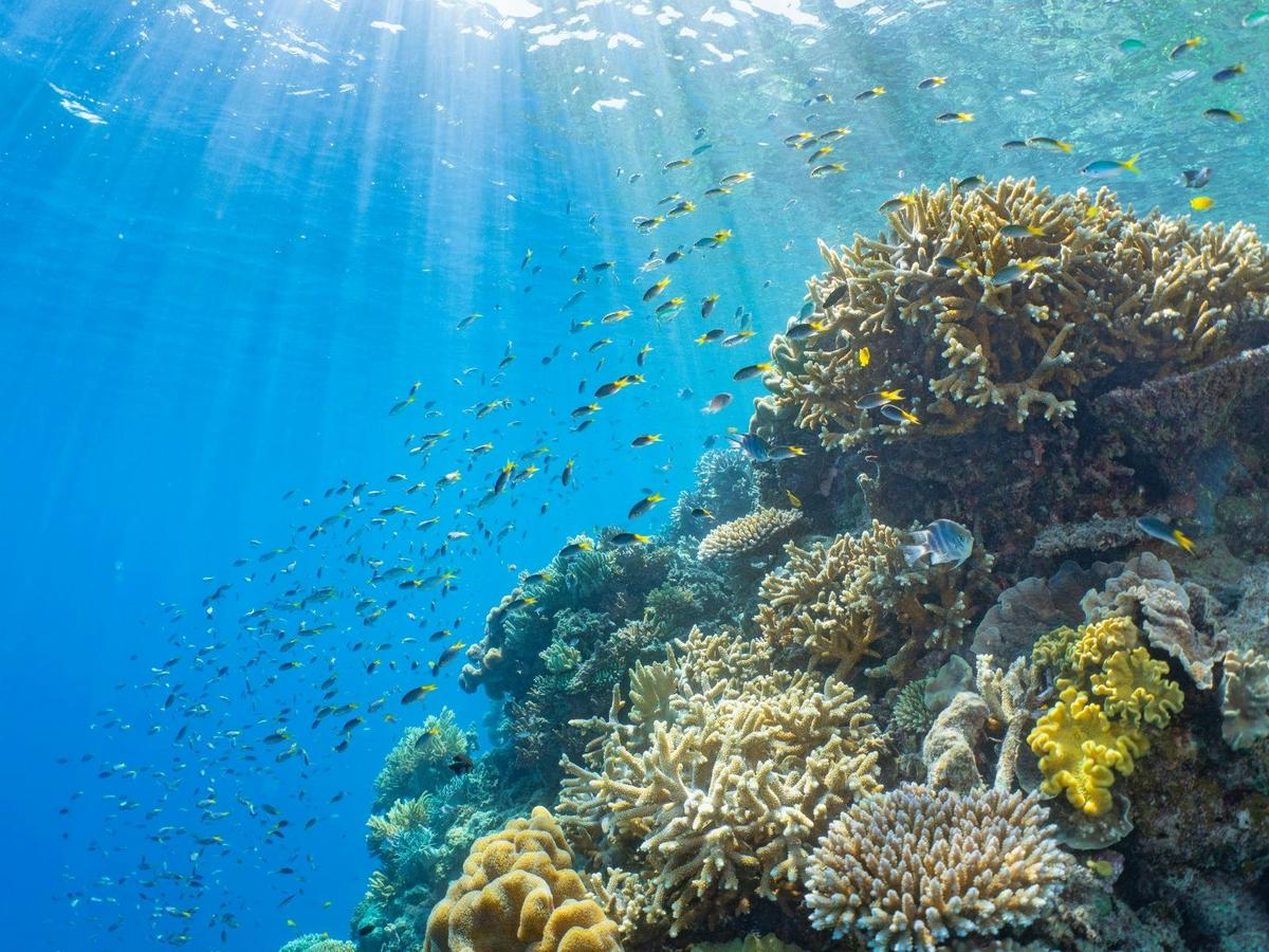 Reef Zoom Half Day Reef