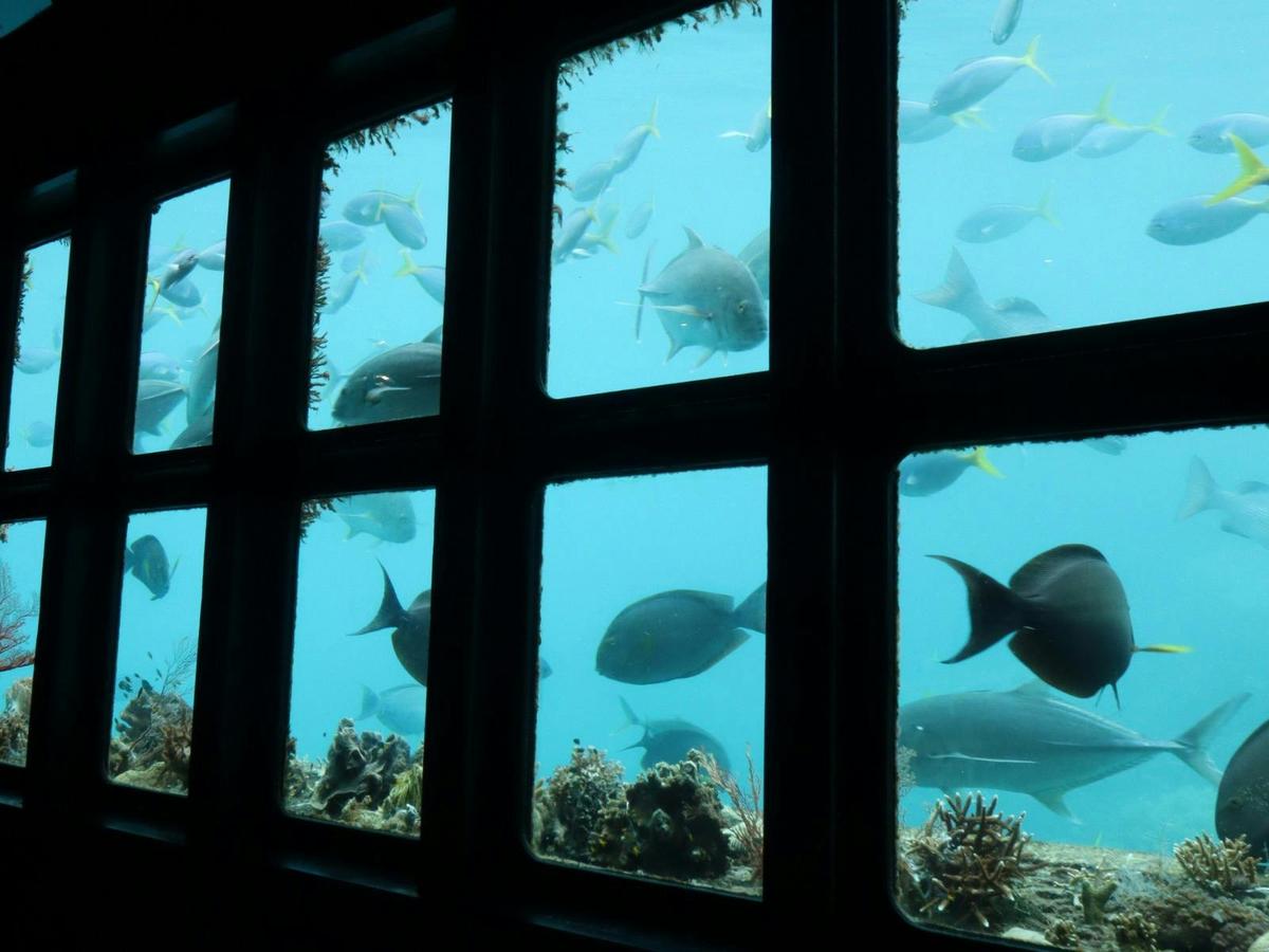 Reef & Island In A Day
