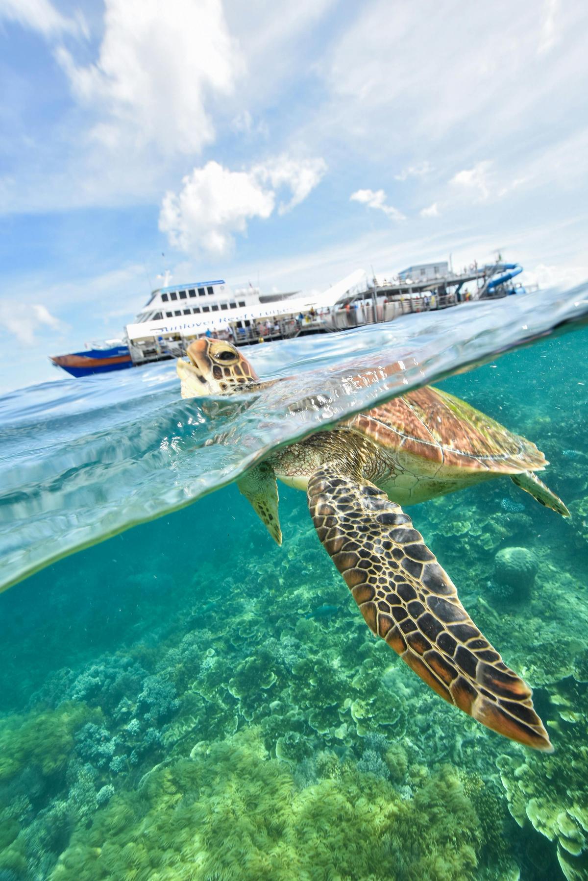 Sea turtle swimming at Moore Reef, Great Barrier Reef
