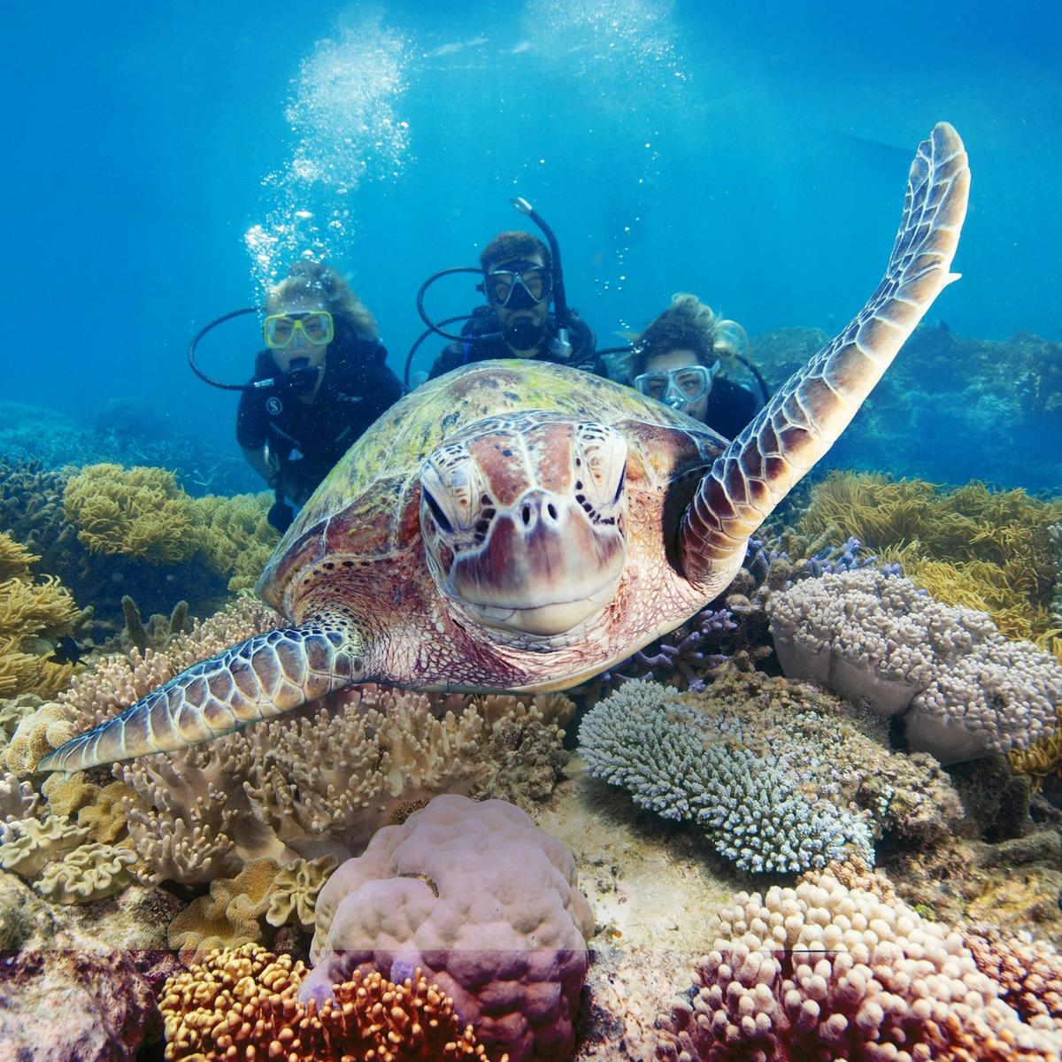 Moore Reef Day Tour