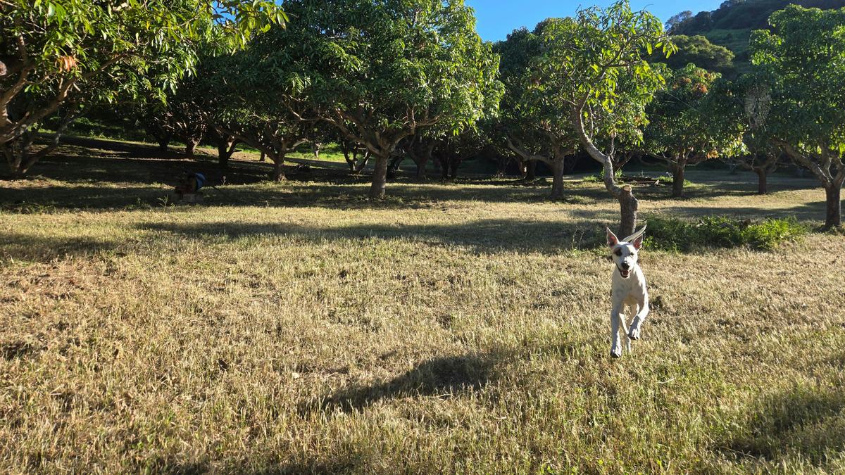 The Little Mango Farm