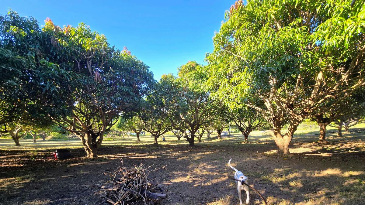 The Little Mango Farm