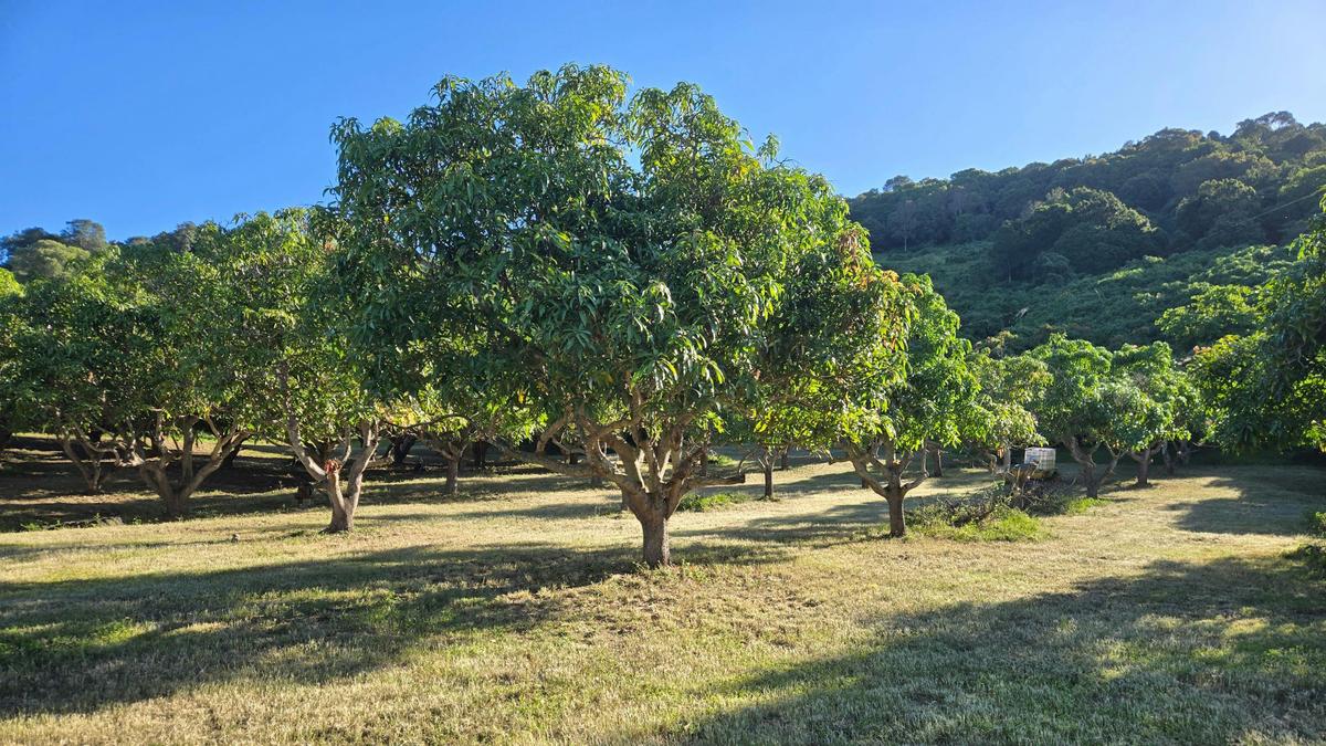The Little Mango Farm