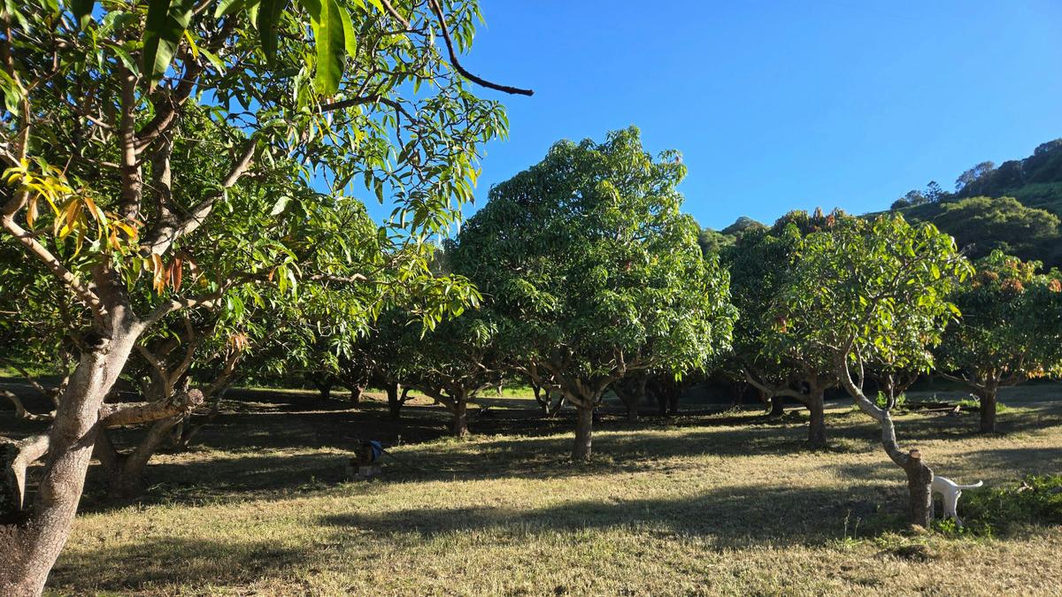 The Little Mango Farm