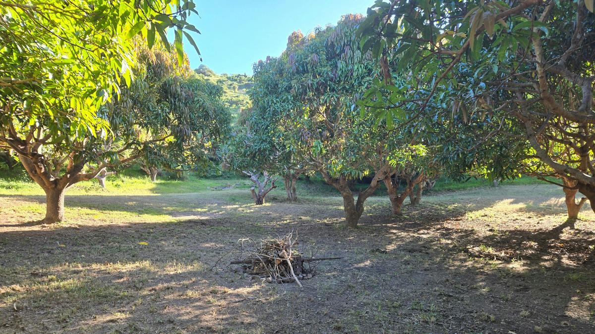 The Little Mango Farm