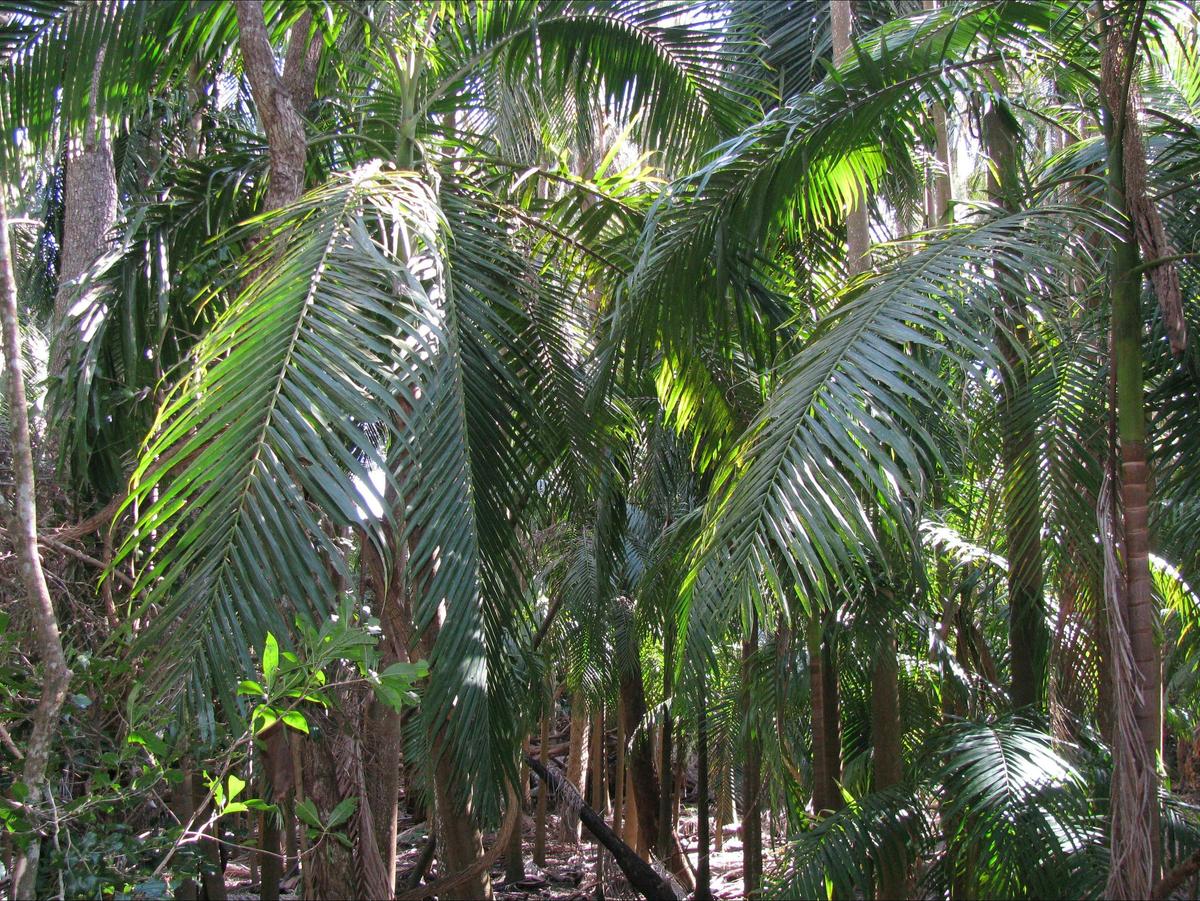 Picabeen palms grow best in water-logged soils.