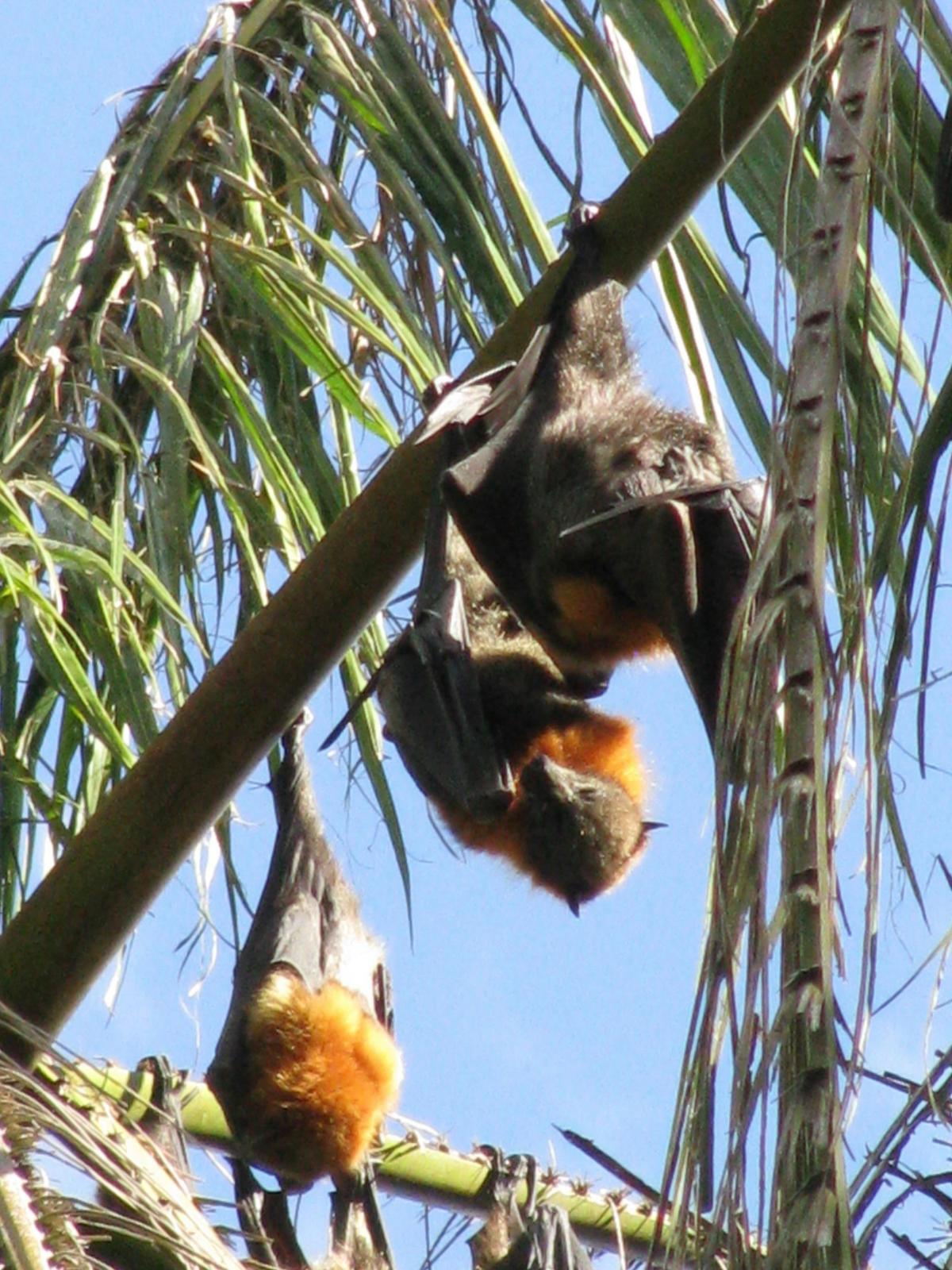 Look for grey-headed flying-foxes in the trees above the creek.